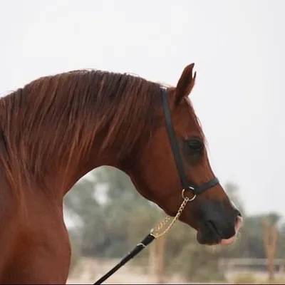 مربط الغرسات profile