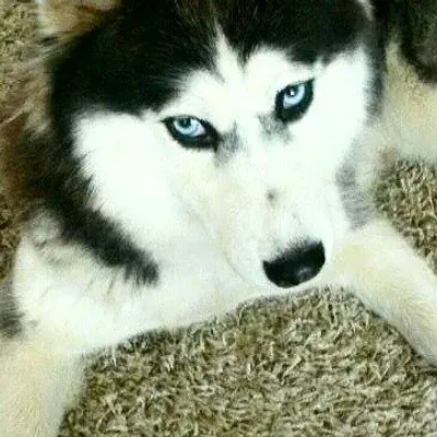 Alaska The Huskee profile