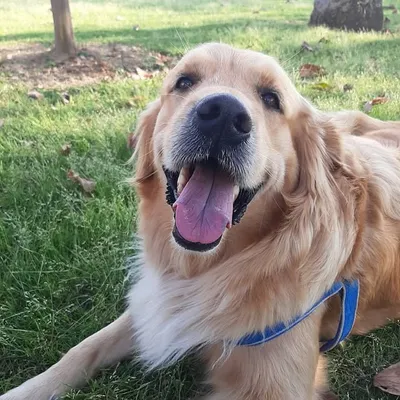 ALASKA | The Golden Retriever profile