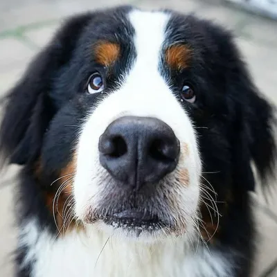 Albert + Olly profile