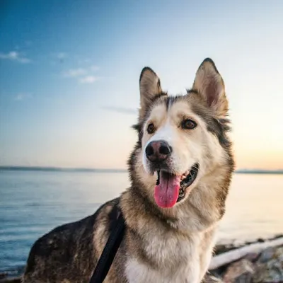 Aldo the Husky Mix profile