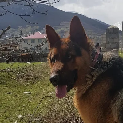 profile