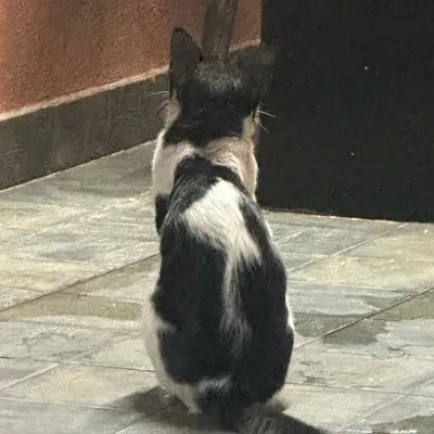 âłęx bâbù profile