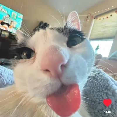 yehπlfaz 🍉 profile