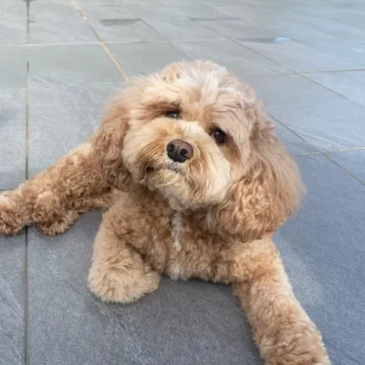 ALFIE ๐ profile