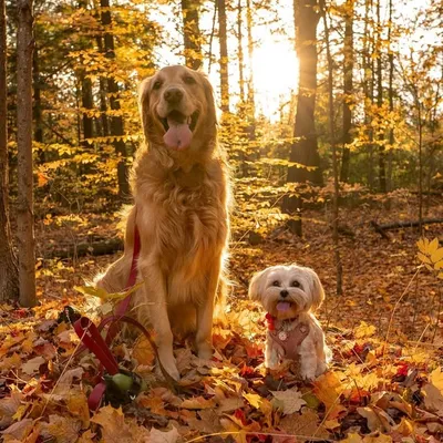 Alfie, Ivy & Freyja’s Ventures profile