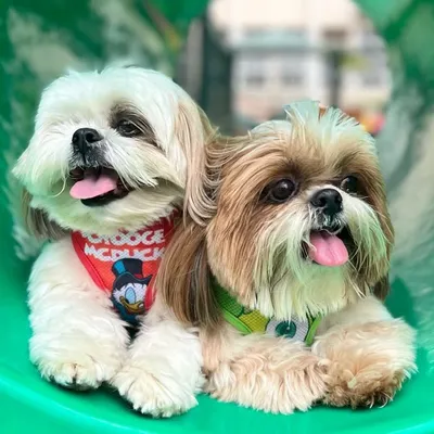 GABRIELLA, ALFREDO E SNOOPY 🐶 profile