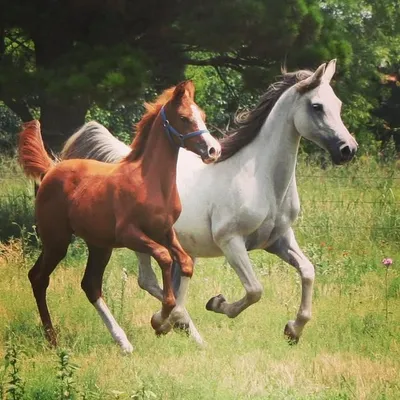 Al Gamila Stud profile