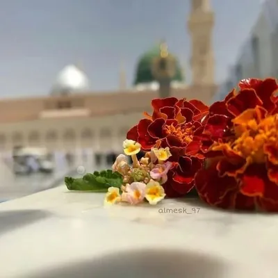 Anabiya Ansari profile
