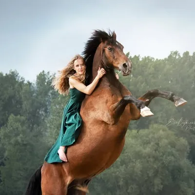 Horse Liberty & Tricktraining profile