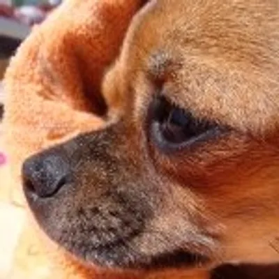 Alisa the Chihuahua profile