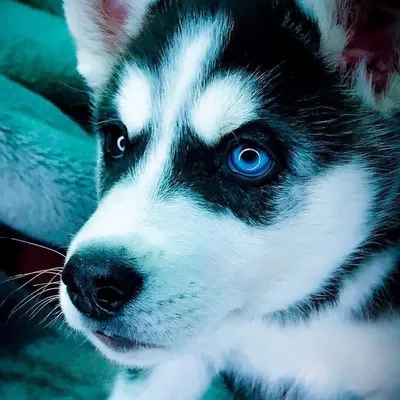 ALIZA | SIBERIAN HUSKY profile