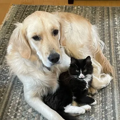 Golden Retriever + Cat friends profile