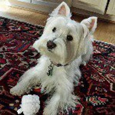 Allie Grace the Westie profile