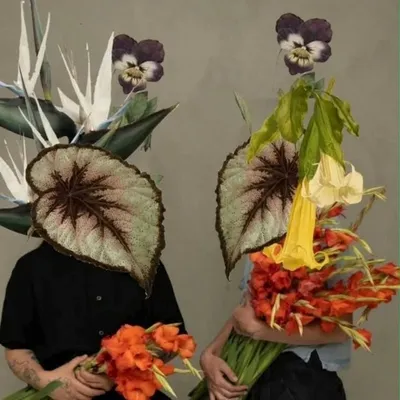 Allium Estudio Floral profile