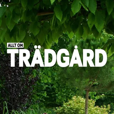 Allt om Trädgård | Expressen profile