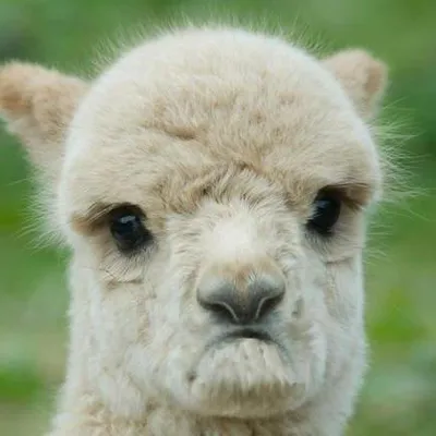 Alpacamylife profile