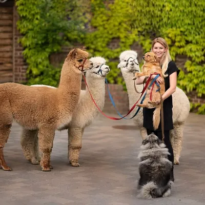 VICKY GATZWEILER | ALPACAS, FARM, ANIMALS profile