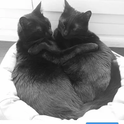 Alpha & Omega the french cats profile