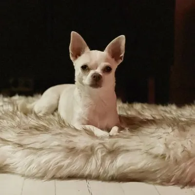 Alvinmalteser profile