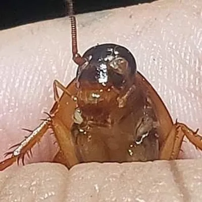 am_i_buggin_you profile