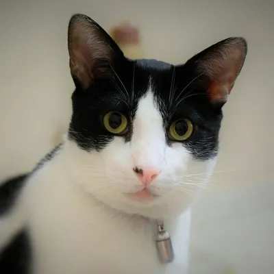 AmadosFelinos ❤