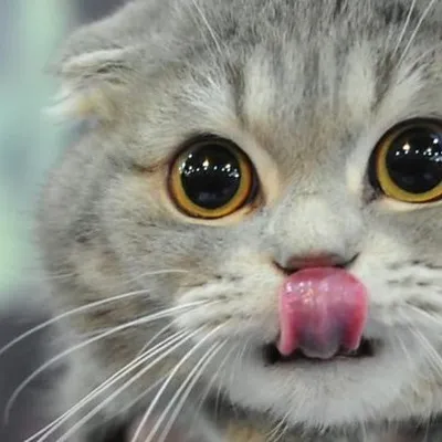 amazing_sweet_cats profile