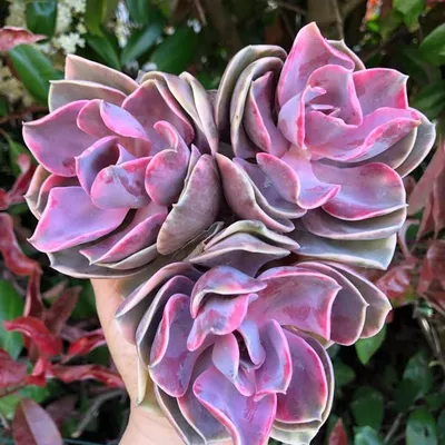 Amazing Succulents profile