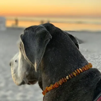 Amberdog | Hundeshop profile