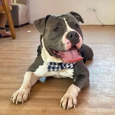 Mylo - American Bully ๐ค profile