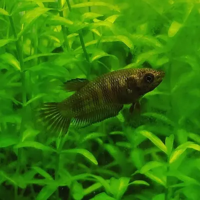 Amethyst Aquascapes profile