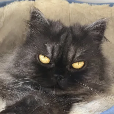 Mozart, tante Fikske, Pixel profile