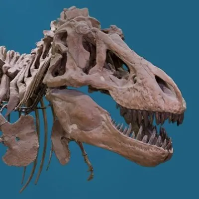 American Museum of Natural History profile