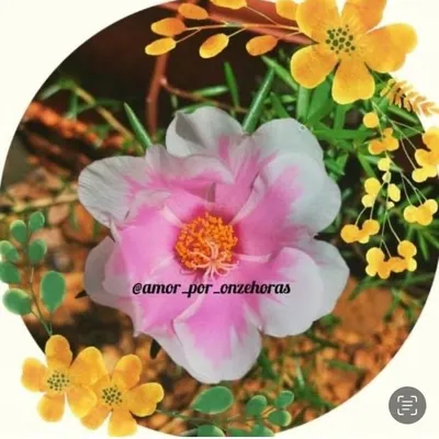 Amor Por Onze-horas profile