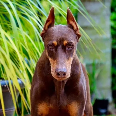 The Doberman Rescue Crew profile