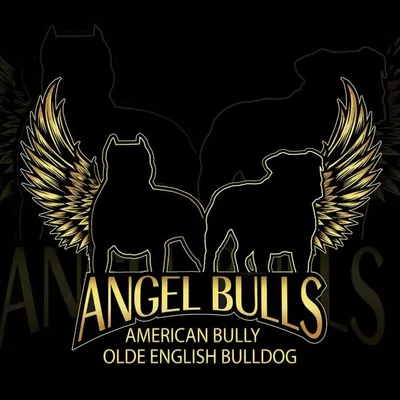 ANGEL BULLS KENNEL profile