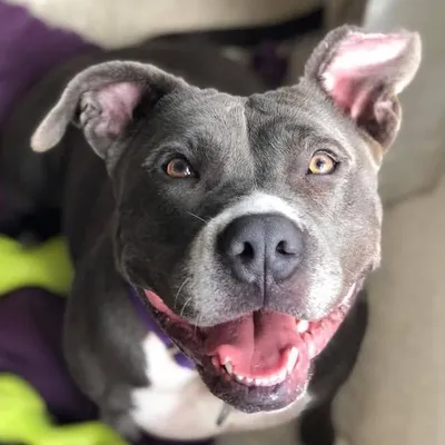 Angel City Pit Bulls ACPB profile