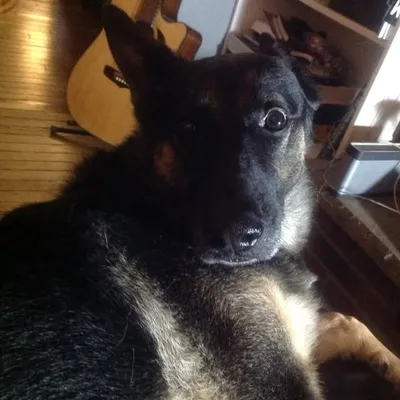 Rocco profile