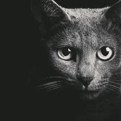 animal lover profile