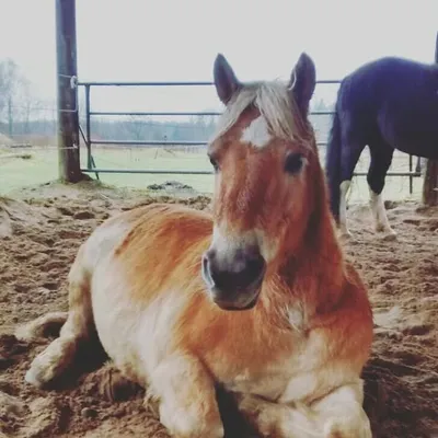 animal lovers profile