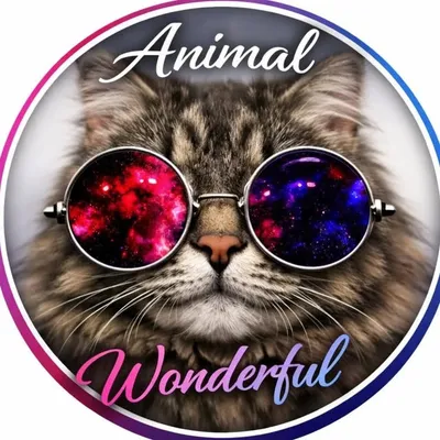 ЖИВОТНЫЕ 📹😻 profile