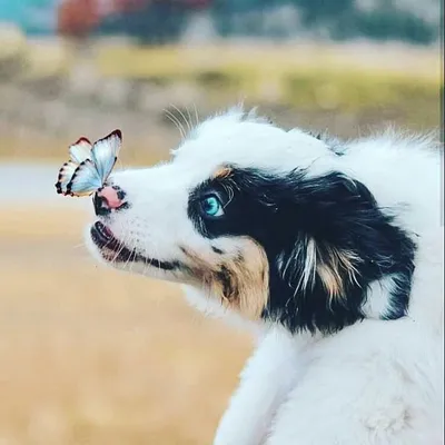 Animal Hub® | Animals | Pets profile