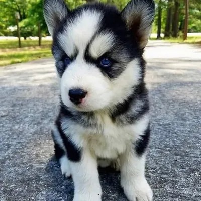 Cute Puppies • Cute Pets profile