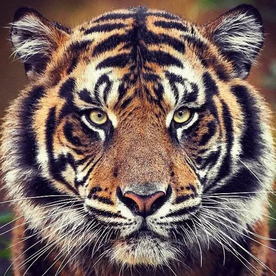 Animals Capture profile