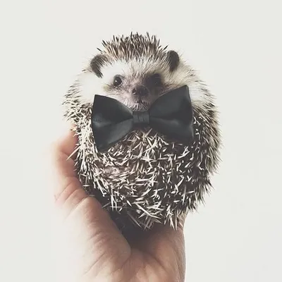Animals in Bow Ties profile