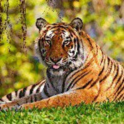 ♥ We Love Animals ♥ profile