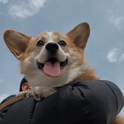 animalsmiđź–¤ profile