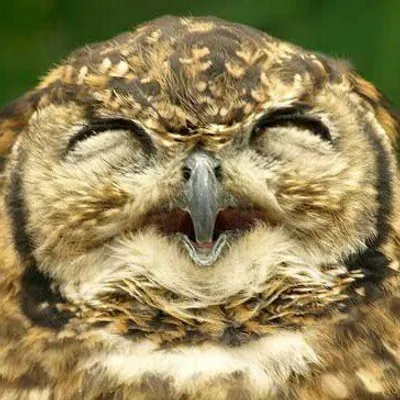 Cute animals being all happy profile