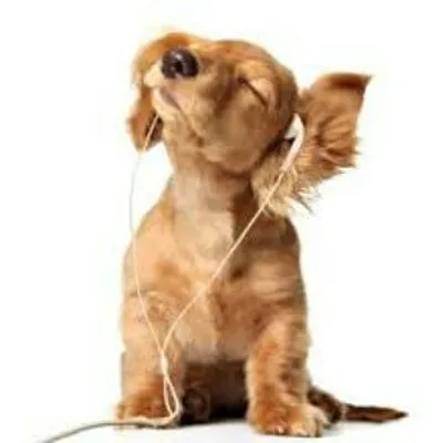 Animals Planet❤Dogs🐶Puppies🐶 profile