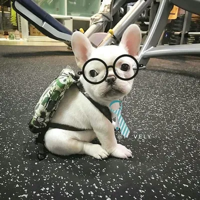 PETS OF INSTAGRAM profile